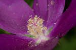 Palmleaf poppymallow